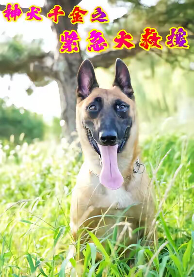 《神犬千金之紧急大救援》剧照