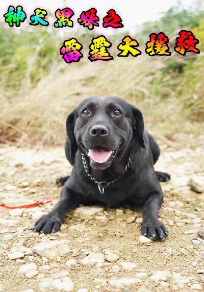 《神犬黑妹之雷霆大援救》剧照