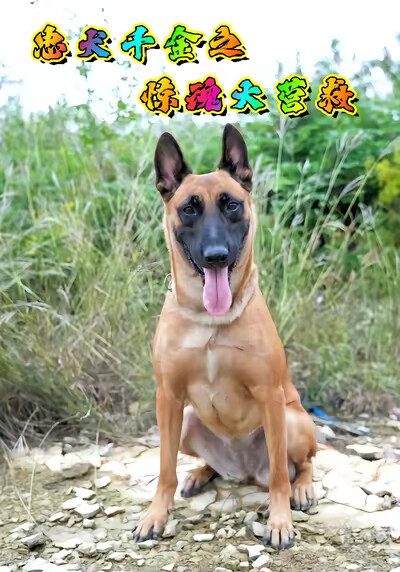 《忠犬千金之惊魂大营救》剧照