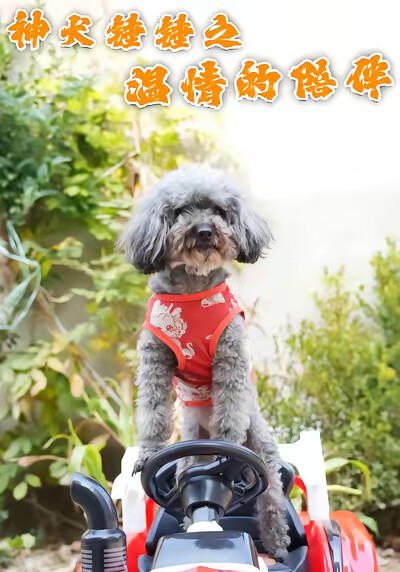 《神犬锤锤之温情的陪伴》剧照