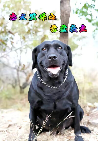 《忠犬黑妹之雷霆救主》剧照