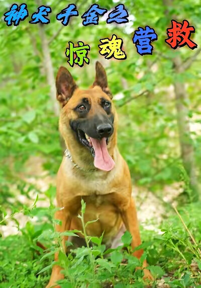 《神犬千金之惊魂营救》剧照