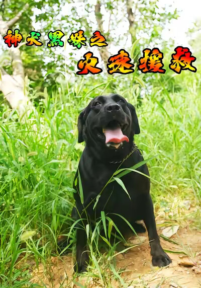 《神犬黑妹之火速援救》剧照