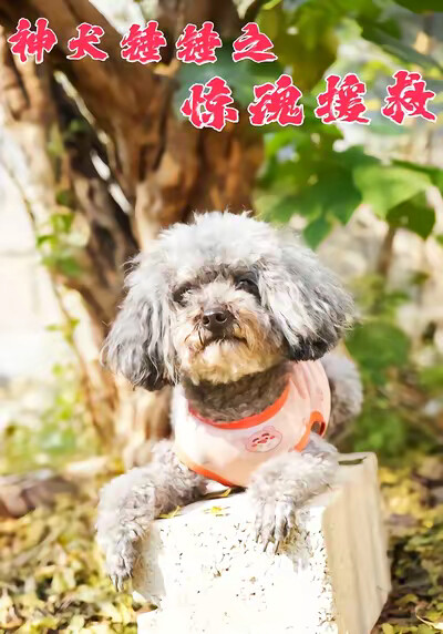 《神犬锤锤之惊魂援救》剧照