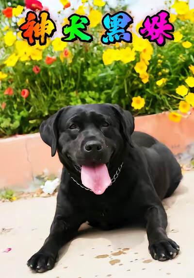 《神犬黑妹》剧照