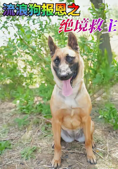 《流浪狗报恩之绝境救主》剧照