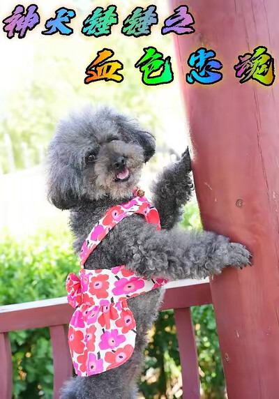 《神犬锤锤之血色忠魂》剧照