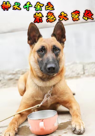 《神犬千金之紧急大营救》剧照