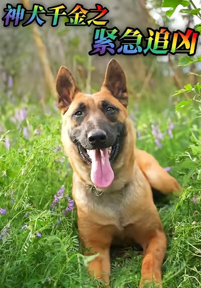《神犬千金之紧急追凶》剧照