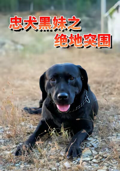 《忠犬黑妹之绝地突围》剧照