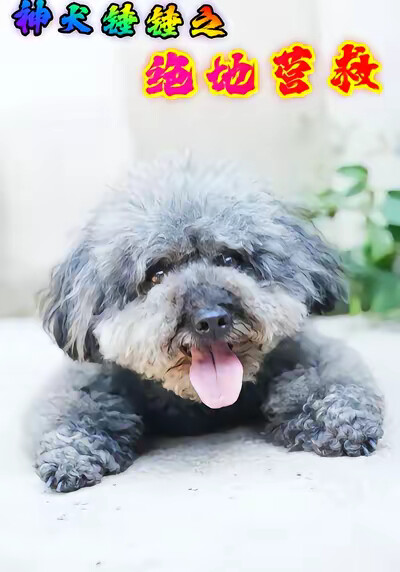 《神犬锤锤之绝地营救》剧照