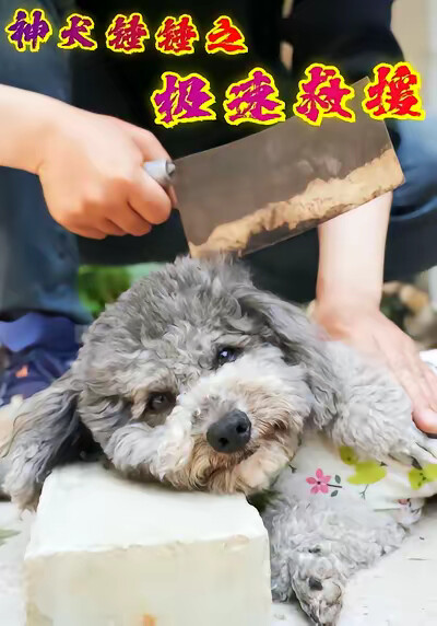 《神犬锤锤之极速救援》剧照