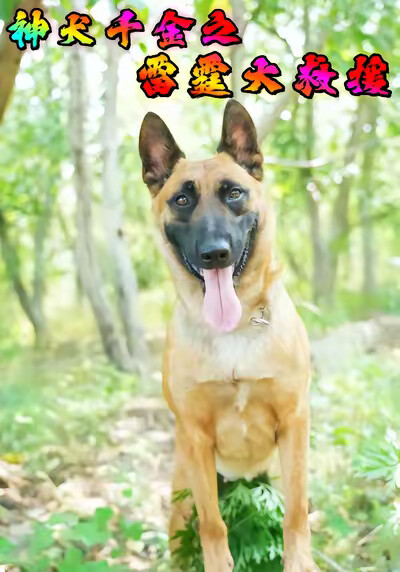 《神犬千金之雷霆大救援》剧照