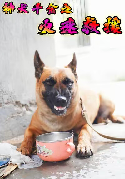 《神犬千金之火速救援》剧照