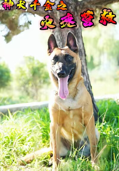 《神犬千金之火速营救》剧照