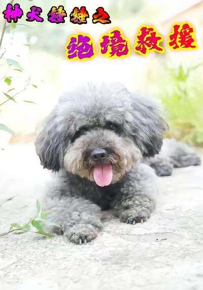 《神犬锤锤之绝境救援》剧照