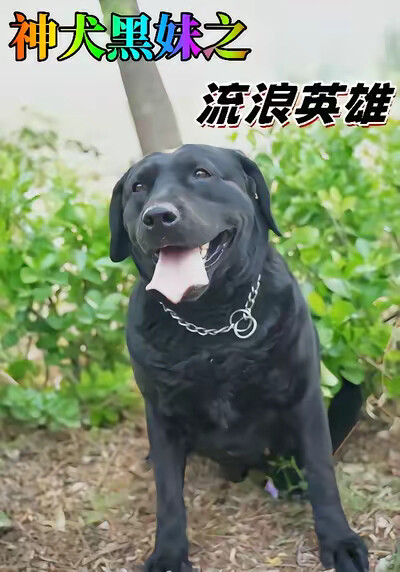 《神犬黑妹之流浪英雄》剧照