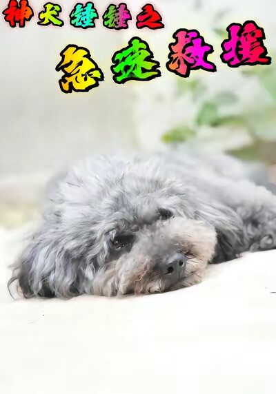 《神犬锤锤之急速救援》剧照