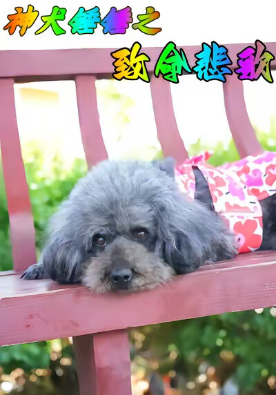 《神犬锤锤之致命悲歌》剧照