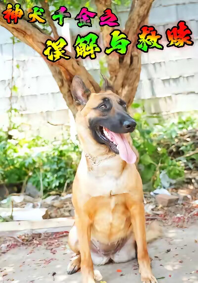 《神犬千金之误解与救赎》剧照