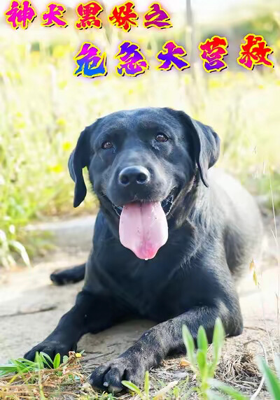 《神犬黑妹之危急大营救》剧照