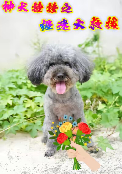 《神犬锤锤之极速大救援》剧照