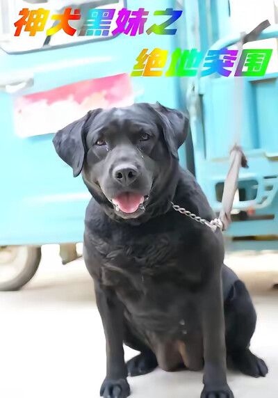 《神犬黑妹之绝地突围》剧照